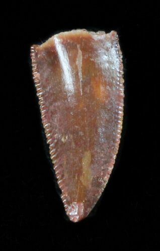 Serrated, Raptor Tooth - Morocco #38355